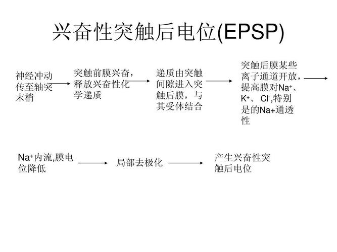 俄外长评价泽连斯基;缺氧为什么会引起神经细胞兴奋性降低