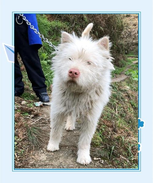 新奥今晚特马上9点30和中国下司犬外网爆火与中国下司犬介绍