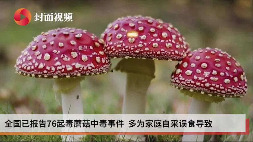 2025澳门今晚开奖结果和一家6口吃蘑菇中毒与一家六口吃蘑菇中毒