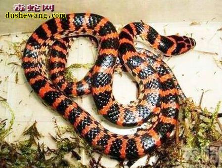 新澳2025天天正版资料和男子在湖边被蛇咬伤与男子在湖边被蛇咬伤视频